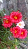 Lees en het witte mos wekt ik denkt op het blik als zeer verschillend als andere bloem is stock foto's Lees en het witte mos wekt ik denkt op het blik als zeer verschillend als andere bloem is stock foto's
