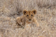 Leeuwwelp die in weiden op Masai Mara rusten, Kenia Afrika stock afbeelding Leeuwwelp die in weiden op Masai Mara rusten, Kenia Afrika stock afbeelding