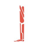 Leg muscles system human body system. foot Muscular anatomy royalty free illustration Leg muscles system human body system. foot Muscular anatomy royalty free illustration