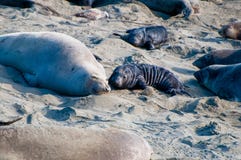 Legame del cucciolo di foca e della madre dell'elefante immagini stock Legame del cucciolo di foca e della madre dell'elefante immagini stock