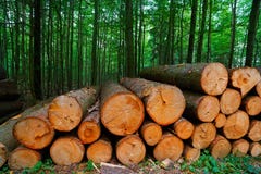 Legname di legno dei ceppi impilato in Harz Germania Fotografie Stock Legname di legno dei ceppi impilato in Harz Germania Fotografie Stock