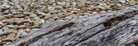 Legno su una spiaggia pietrosa fotografie stock libere da diritti Legno su una spiaggia pietrosa fotografie stock libere da diritti