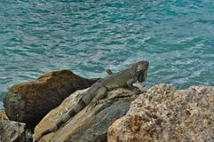 Leguan auf Aruba-Insel im karibischen Meer lizenzfreie stockfotos Leguan auf Aruba-Insel im karibischen Meer lizenzfreie stockfotos