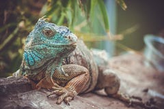 leguan i zoo arkivfoto leguan i zoo arkivfoto