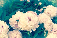 Leicht rosa königliche Blumen - Pfingstrosen im Garten lizenzfreie stockbilder Leicht rosa königliche Blumen - Pfingstrosen im Garten lizenzfreie stockbilder