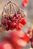 Leichte Beeren geschlagen durch Frost stockfoto Leichte Beeren geschlagen durch Frost stockfoto