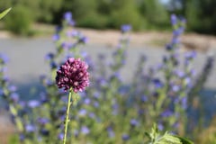 Leichte purpurrote Blumen waren im hohen Gras verloren stockbild Leichte purpurrote Blumen waren im hohen Gras verloren stockbild