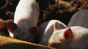 Semeie Leitão De Alimentação Do Porco, Leitão Pequenos, Porcos Do Bebê