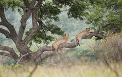 Lejon i trädet Sydafrika royaltyfria foton Lejon i trädet Sydafrika royaltyfria foton