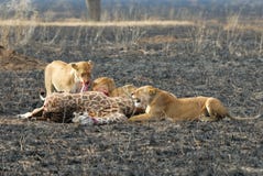 Lejon som äter ett rov, Serengeti nationalpark, Tanzania arkivbilder Lejon som äter ett rov, Serengeti nationalpark, Tanzania arkivbilder