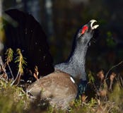 Leking tjäder (Tetraourogallusen) arkivfoto Leking tjäder (Tetraourogallusen) arkivfoto