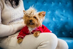 Leksak för soffa för terrier för tiffany blå för turkos för soffa för fotoperiod för färg för hund för husdjur jul för nytt år rö arkivbilder Leksak för soffa för terrier för tiffany blå för turkos för soffa för fotoperiod för färg för hund för husdjur jul för nytt år rö arkivbilder