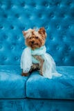 Leksak för soffa för terrier för tiffany blå för turkos för soffa för fotoperiod för färg för hund för husdjur jul för nytt år rö royaltyfri bild Leksak för soffa för terrier för tiffany blå för turkos för soffa för fotoperiod för färg för hund för husdjur jul för nytt år rö royaltyfri bild