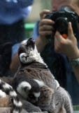 Lemur And Photographer Stock Photography