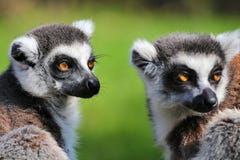 Lemur Catta Stock Photography