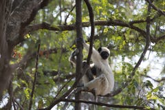 Lemur Sifaca. Tsingy de Bemaraha Nature Park. royalty free stock images Lemur Sifaca. Tsingy de Bemaraha Nature Park. royalty free stock images