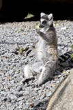 Lemur is sitting Royalty Free Stock Photography Lemur is sitting Royalty Free Stock Photography