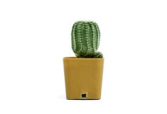 Leninghausii de Eriocactus, um fundo do branco do cacto imagens de stock Leninghausii de Eriocactus, um fundo do branco do cacto imagens de stock