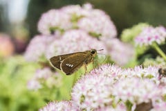 A lente macro disparou das traças com as flores vermelhas pálidas com os pontos vermelhos claros imagem de stock A lente macro disparou das traças com as flores vermelhas pálidas com os pontos vermelhos claros imagem de stock