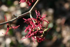 Lentebode: toverhazelaar / hamamelis witch hazel flowering in volle bloei royalty free stock photo Lentebode: toverhazelaar / hamamelis witch hazel flowering in volle bloei royalty free stock photo