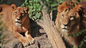 Leona y león Leona y león
