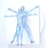 Leonardo da Vinci Vitruvian Man och kvinna, par vektor illustrationer Leonardo da Vinci Vitruvian Man och kvinna, par vektor illustrationer