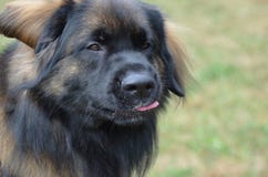 Leonberger hund som ut klibbar hans tunga royaltyfri foto Leonberger hund som ut klibbar hans tunga royaltyfri foto