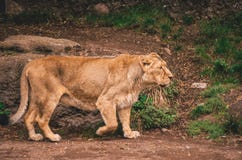 Leone femminile in uno zoo fotografie stock libere da diritti Leone femminile in uno zoo fotografie stock libere da diritti
