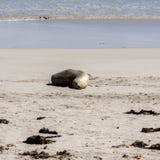 Leone marino australiano ( di sonno sveglio; Neophoca cinerea) sulla linea costiera dell'isola del canguro, Australia Meridio fotografia stock libera da diritti Leone marino australiano ( di sonno sveglio; Neophoca cinerea) sulla linea costiera dell'isola del canguro, Australia Meridio fotografia stock libera da diritti