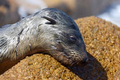 Leone marino che si riposa sulla roccia fotografie stock Leone marino che si riposa sulla roccia fotografie stock