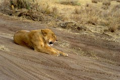 Leone nel parco nazionale di Serengeti, Tanzania immagine stock libera da diritti Leone nel parco nazionale di Serengeti, Tanzania immagine stock libera da diritti