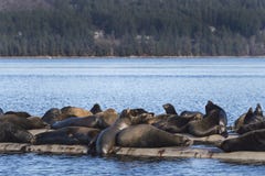 Leones marinos de California en Fanny Bay, isla de Vancouver del este, Bri imagen de archivo libre de regalías Leones marinos de California en Fanny Bay, isla de Vancouver del este, Bri imagen de archivo libre de regalías