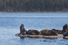 Leones marinos de California en Fanny Bay, isla de Vancouver del este, Bri imágenes de archivo libres de regalías Leones marinos de California en Fanny Bay, isla de Vancouver del este, Bri imágenes de archivo libres de regalías