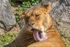 Leonessa che si riposa riposo nell'erba che lecca la sua pelliccia fotografia stock libera da diritti Leonessa che si riposa riposo nell'erba che lecca la sua pelliccia fotografia stock libera da diritti