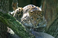 Leopard Stock Photography