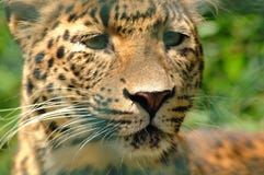 leopard στοκ εικόνα με δικαίωμα ελεύθερης χρήσης leopard στοκ εικόνα με δικαίωμα ελεύθερης χρήσης