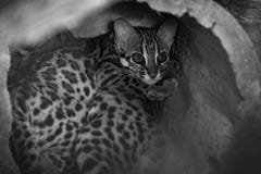 Leopard cat stock image Leopard cat stock image