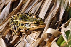 Leopard Frog Stock Photography