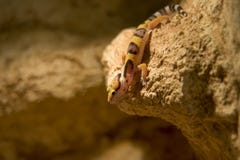 Leopard gecko close up, shallow dof royalty free stock image Leopard gecko close up, shallow dof royalty free stock image