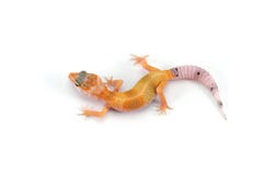 Leopard Gecko isolated on white background stock photography Leopard Gecko isolated on white background stock photography