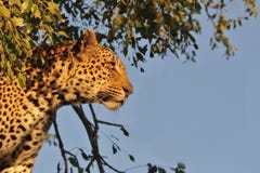 Leopard In A Tree Stock Photos Leopard In A Tree Stock Photos