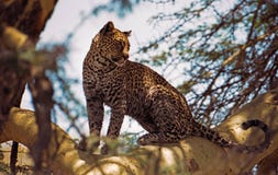 Leopard In Fevertree Stock Photos Leopard In Fevertree Stock Photos