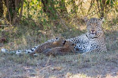 Leopard Mom and Suckling Cubs royalty free stock photo Leopard Mom and Suckling Cubs royalty free stock photo