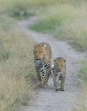 Leopard Mother and cub walking on the safari trail at Masai Mara Royalty Free Stock Photos Leopard Mother and cub walking on the safari trail at Masai Mara Royalty Free Stock Photos
