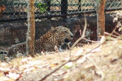 Leopard resting in a zoo stock images Leopard resting in a zoo stock images