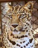 Leopard S Eyes Stock Photos
