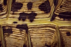 Leopard Tortoise Stigmochelys pardalis shell close up Stock Image Leopard Tortoise Stigmochelys pardalis shell close up Stock Image
