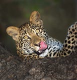 Leopard in tree Royalty Free Stock Photography Leopard in tree Royalty Free Stock Photography