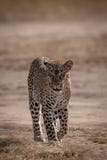 Leopard walking towards camera on baked earth royalty free stock image Leopard walking towards camera on baked earth royalty free stock image
