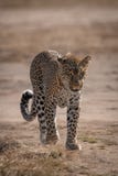 Leopard walking towards camera on dry earth royalty free stock photography Leopard walking towards camera on dry earth royalty free stock photography